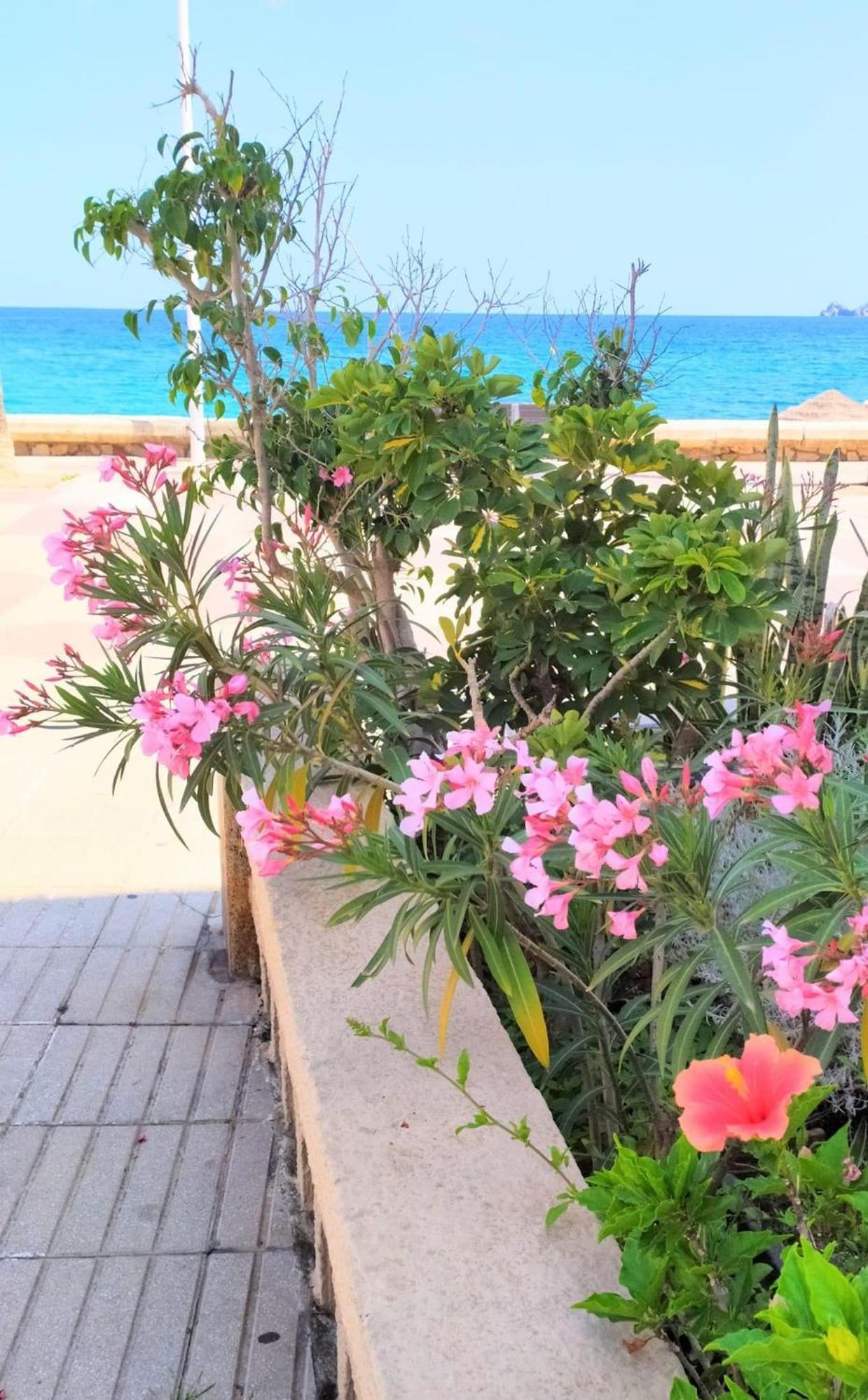 Javea Arenal Beach Exterior foto
